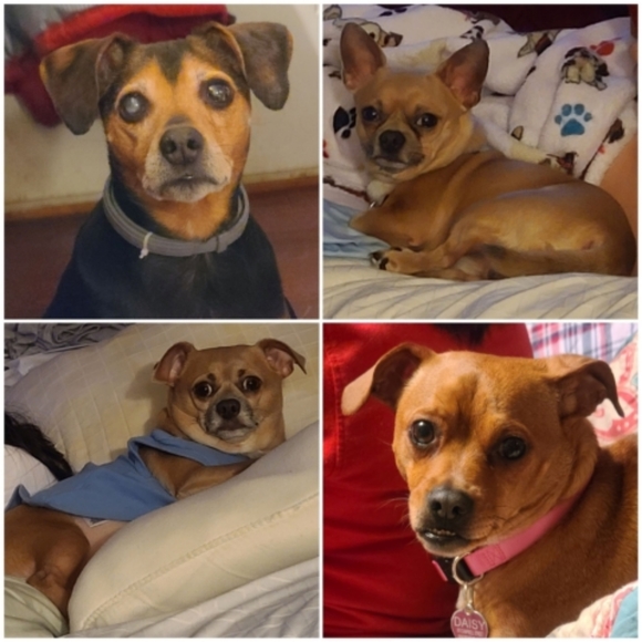 Meet your Posher, CoCo - Picture 8 of 12